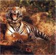 kanha
